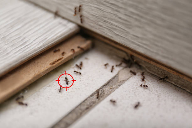 Pest Prevention Services in Bally, PA