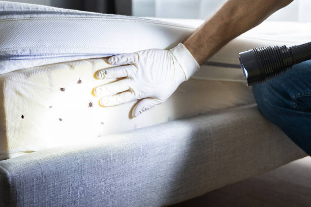 Best Local Pest Control Services  in Bally, PA